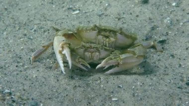 Yüzme yengeç (Liocarcinus holsatus uçan üreme).