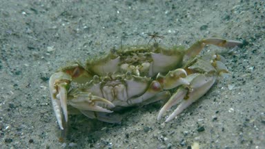 Yüzme yengeç (Liocarcinus holsatus uçan üreme).