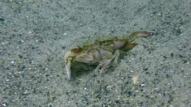 Yüzme yengeç (Liocarcinus holsatus uçan üreme).