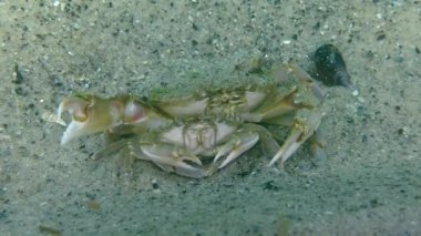 Yüzme yengeç (Liocarcinus holsatus uçan üreme).