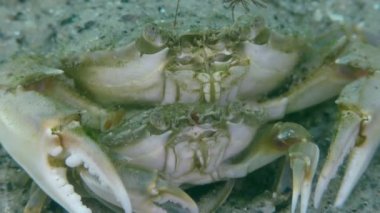 Yüzme yengeç (Liocarcinus holsatus uçmaktan çiftleşme).