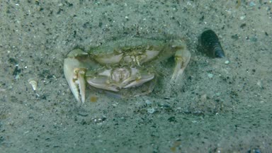 Yüzme yengeç (Liocarcinus holsatus uçmaktan çiftleşme).