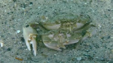 Yüzme yengeç (Liocarcinus holsatus uçmaktan çiftleşme).