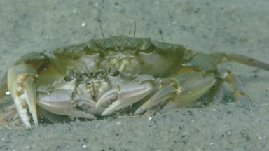 Yüzme yengeç (Liocarcinus holsatus uçmaktan çiftleşme).