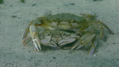 Yüzme yengeç (Liocarcinus holsatus uçmaktan çiftleşme).