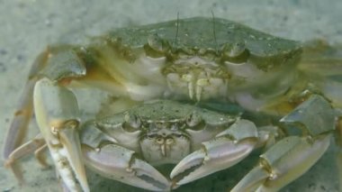 Yüzme yengeç (Liocarcinus holsatus uçmaktan çiftleşme).