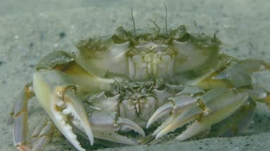 Yüzme yengeç (Liocarcinus holsatus uçmaktan çiftleşme).