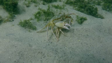 Yüzme yengeç (Liocarcinus holsatus uçmaktan çiftleşme).