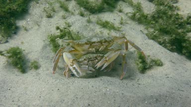 Yüzme yengeç (Liocarcinus holsatus uçmaktan çiftleşme).