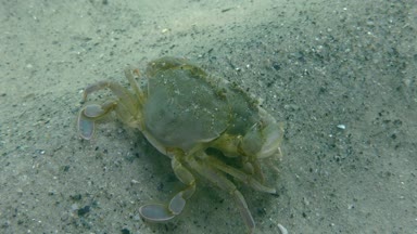 Yüzme yengeç (Liocarcinus holsatus uçmaktan çiftleşme).