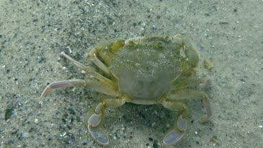 Yüzme yengeç (Liocarcinus holsatus uçmaktan çiftleşme).