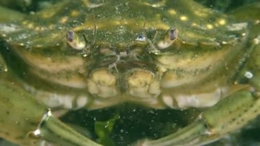 Yeşil yengeç veya Shore yengeç (Çingene maenas), aşırı yakın çekim.