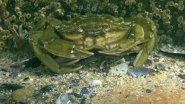 Yeşil yengeç veya Kıyı yengeci (Carcinus maenas)).