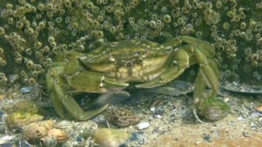 Yeşil yengeç veya Kıyı yengeci (Carcinus maenas)).