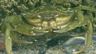 Yeşil yengeç veya Kıyı yengeci (Carcinus maenas)).