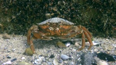 Yeşil yengeç veya Kıyı yengeci (Carcinus maenas)).