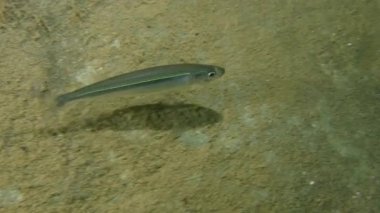 Akdeniz kum (Atherina hepsetus kokuyordu).
