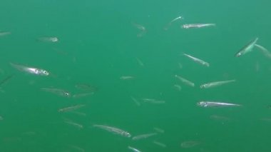 Büyük ölçekli kum (Atherina boyeri kokuyordu).