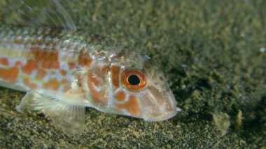 Tekir (Mullus barbatus).