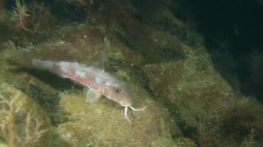 Tekir (Mullus barbatus).