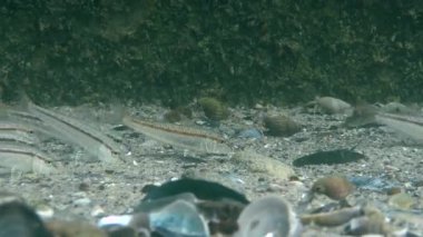 Tekir (Mullus barbatus).