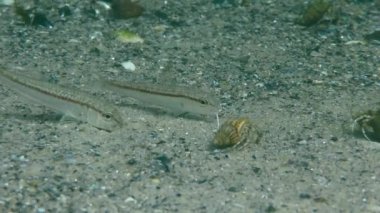 Tekir (Mullus barbatus).