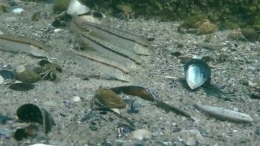 Tekir (Mullus barbatus).