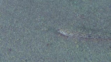 Mermer kayabalığı (Pomatoschistus pavuryası).