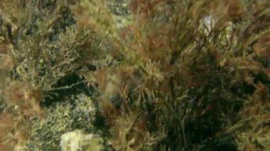 Kahverengi yetersiz veya corb (Sciaena umbra).