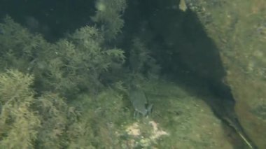 Sharpsnout çupra (Diplodus puntazzo).