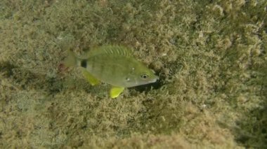 Anüler Çupra (Diplodus annularis).