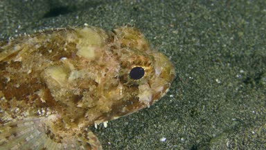 Ядовитая рыба Black scorpionfish (Scorpaena porcus).