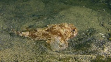Ядовитая рыба Black scorpionfish (Scorpaena porcus).