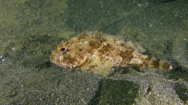 Ядовитая рыба Black scorpionfish (Scorpaena porcus).