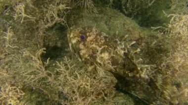 Ядовитая рыба Black scorpionfish (Scorpaena porcus).