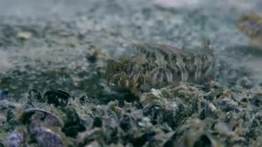 Sphynx blenny (Aidablennius sphynx).