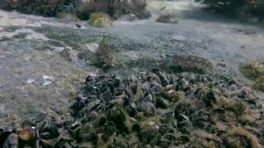 Sphynx blenny (Aidablennius sphynx).