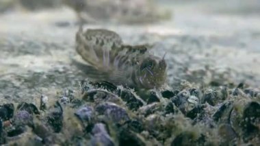 Sphynx blenny (Aidablennius sphynx).