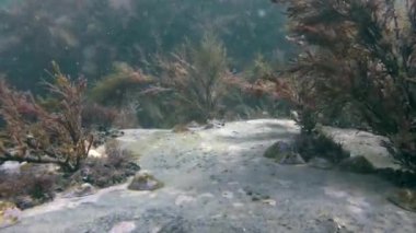 Kahverengi algler dalgalar sway.