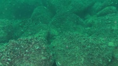 Sualtı Arkeoloji: deniz dibinin üzerinde Antik seramik parçası.