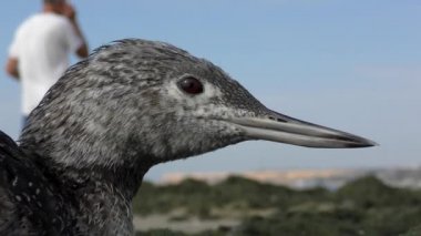 Kızıl Boğaz (gavia stellata)).