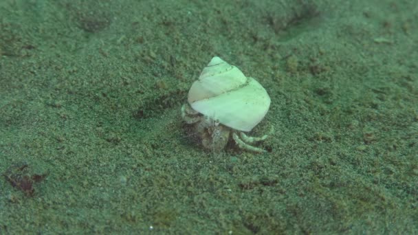 Small hermit crab (Diogenes pugilator). — Stock Video