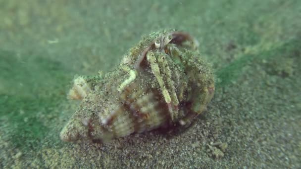 Small hermit crab (Diogenes pugilator). — Stock Video