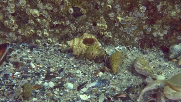 Um grande número de caranguejo pequeno eremita (Diogenes pugilator ). — Vídeo de Stock