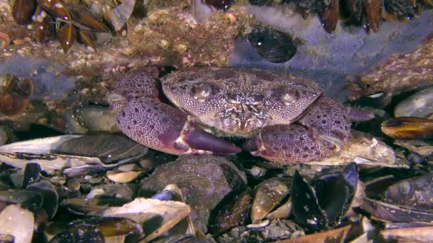 Warty krab of gele shore krab (Eriphia verrucosa). — Stockvideo