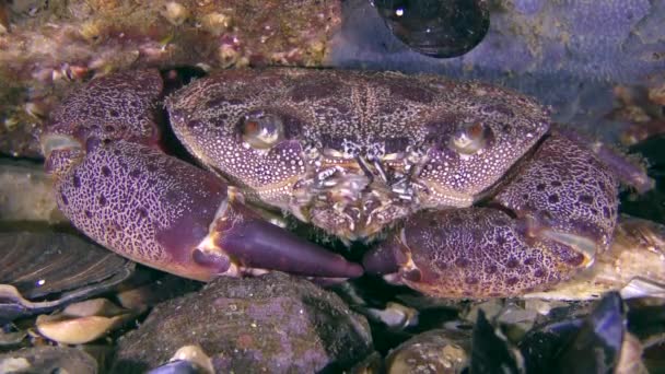 Bradavčitý krab nebo žluté Krabí pobřeží (Eriphia verrucosa). — Stock video