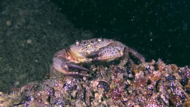 Warty crab or Yellow shore crab (Eriphia verrucosa). — Stock Video