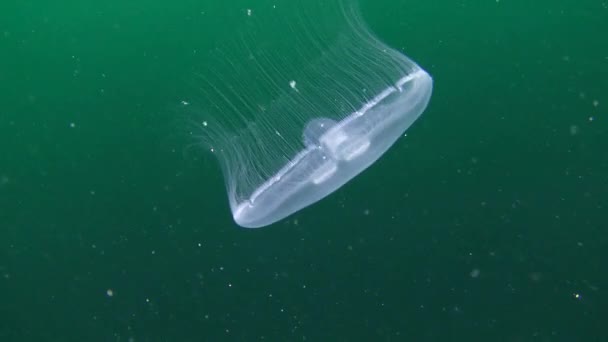 Обыкновенная медуза (Aurelia aurita ). — стоковое видео
