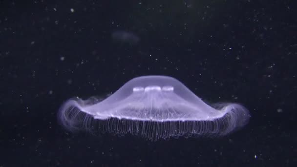 Обыкновенная медуза (Aurelia aurita ). — стоковое видео