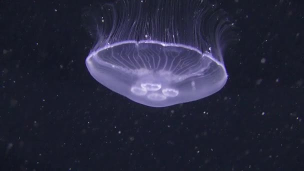 Medusas comuns (Aurelia aurita ). — Vídeo de Stock